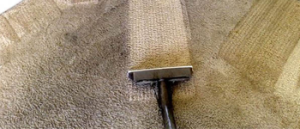 Carpet Mould